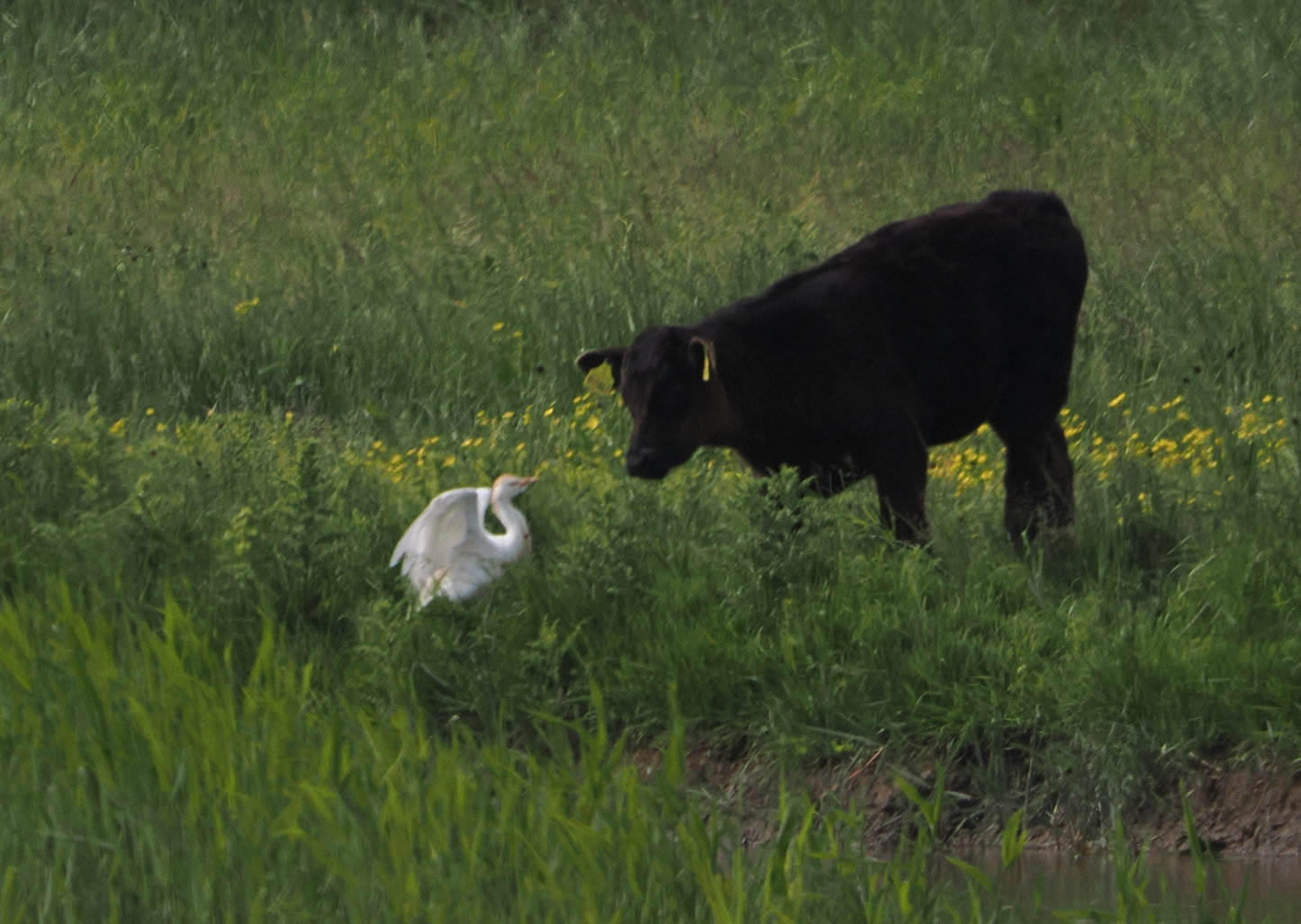 Cattle Egret - 13-06-2024