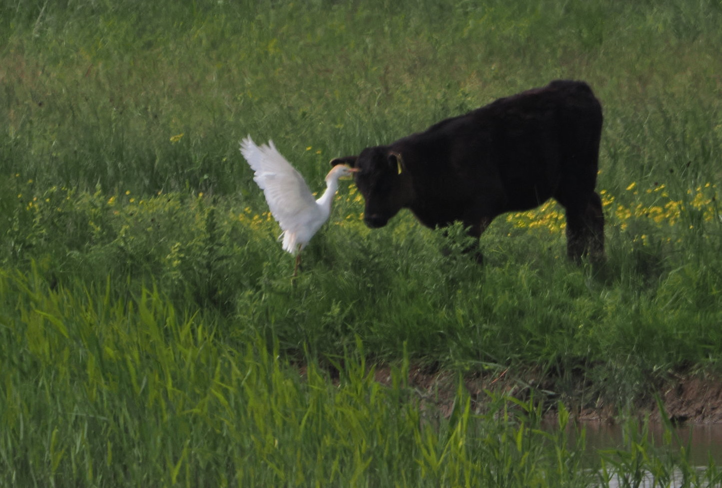 Cattle Egret - 13-06-2024