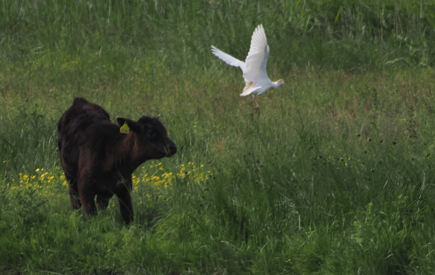 Cattle Egret - 13-06-2024