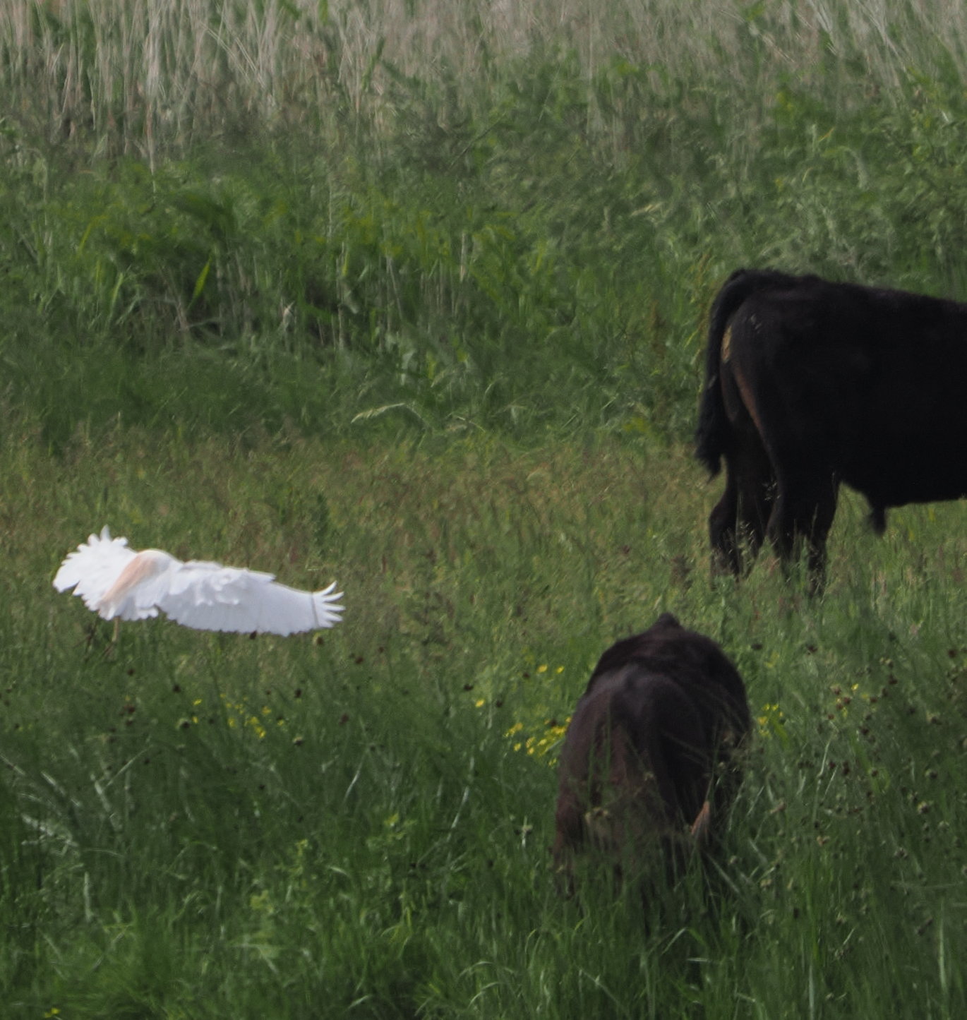 Cattle Egret - 13-06-2024