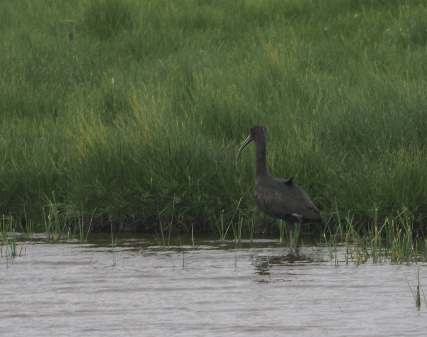 Glossy Ibis - 15-06-2024