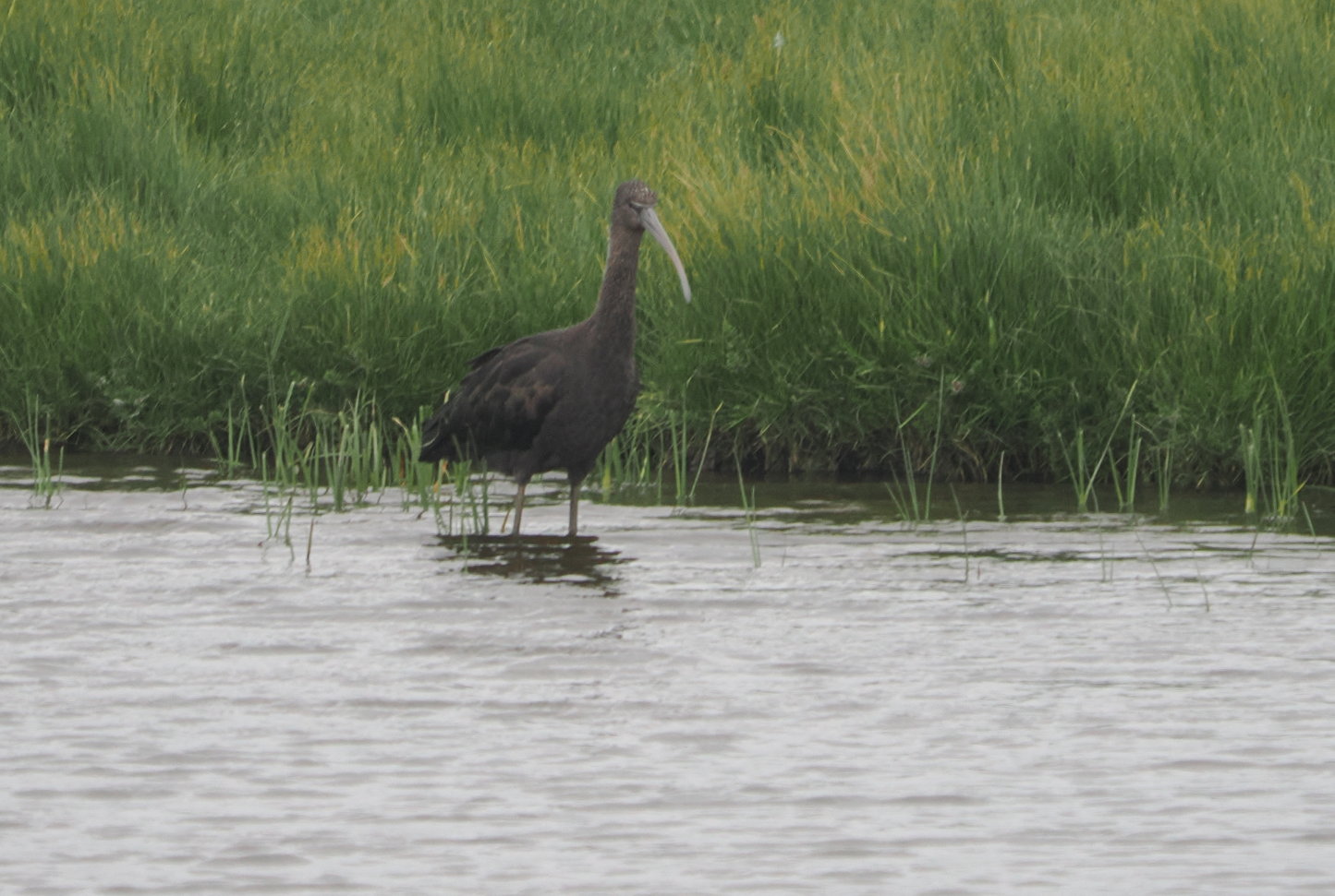 Glossy Ibis - 15-06-2024