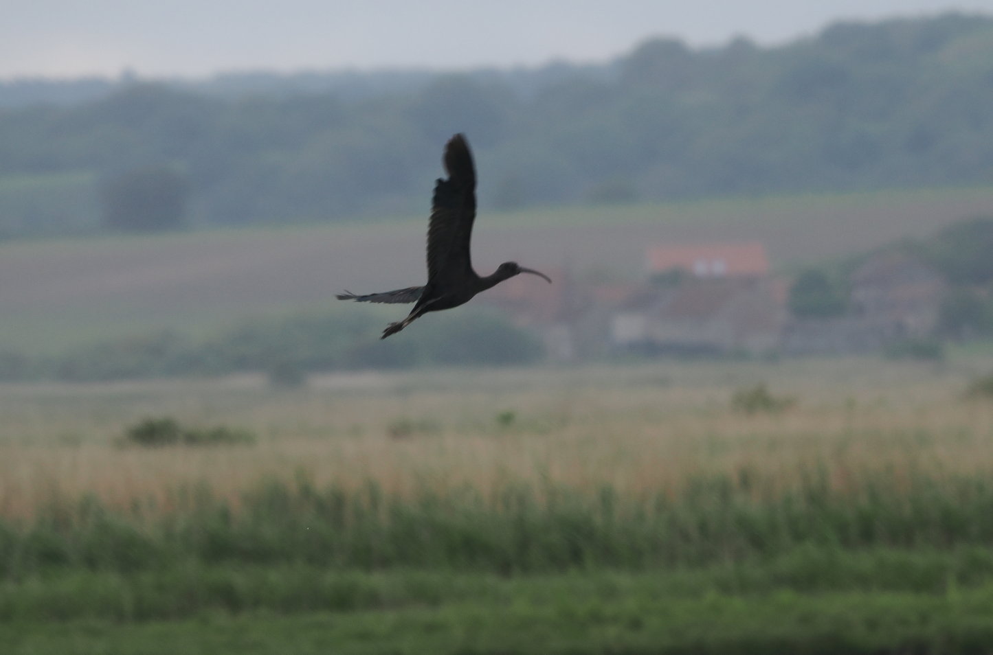 Glossy Ibis - 15-06-2024