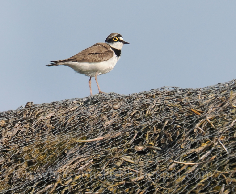 Little Ringed Plover - 15-06-2025