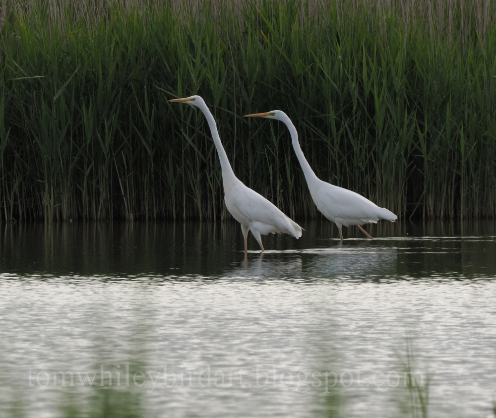 Great White Egret - 17-06-2024