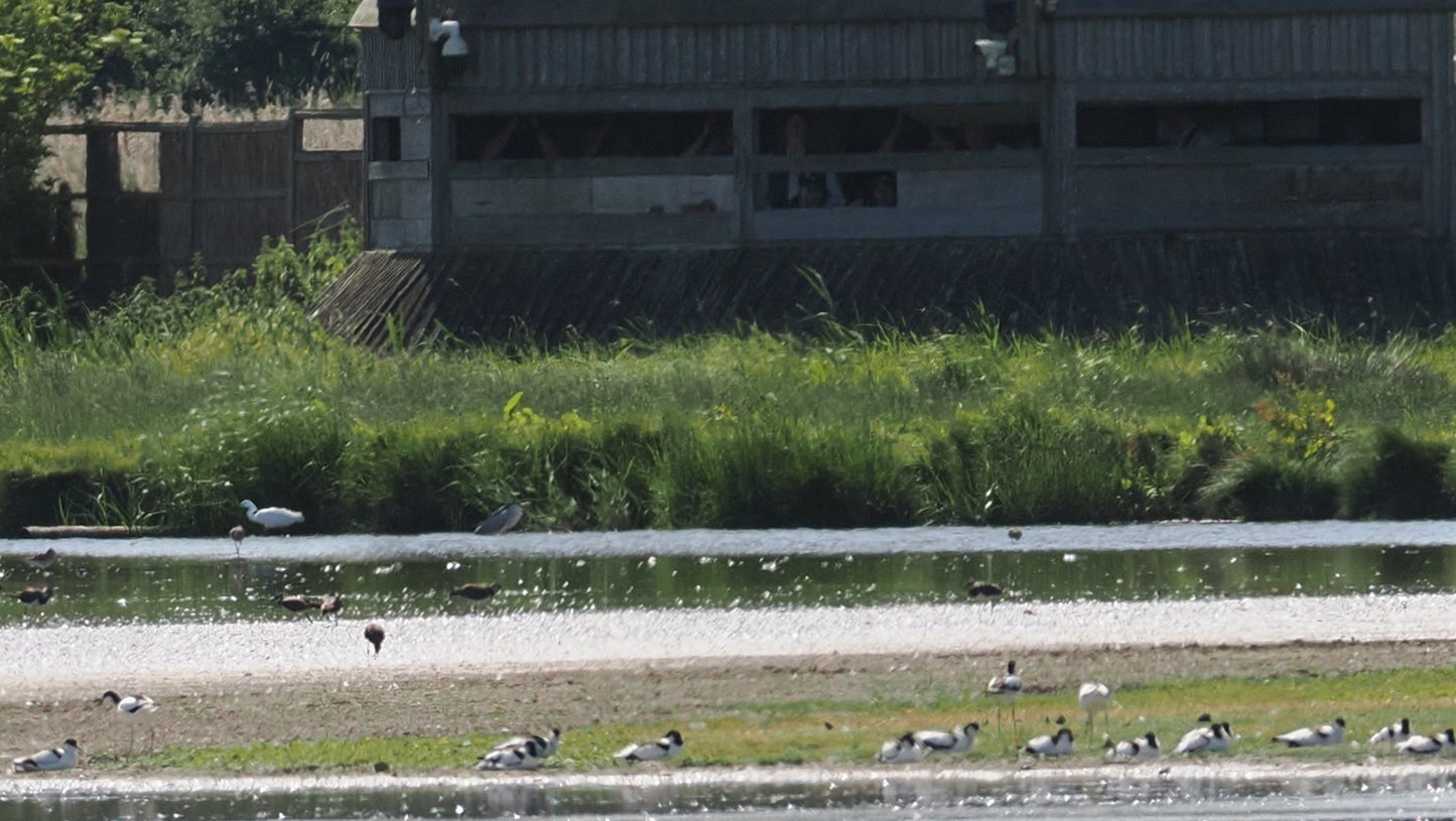 Night-heron - 22-06-2025