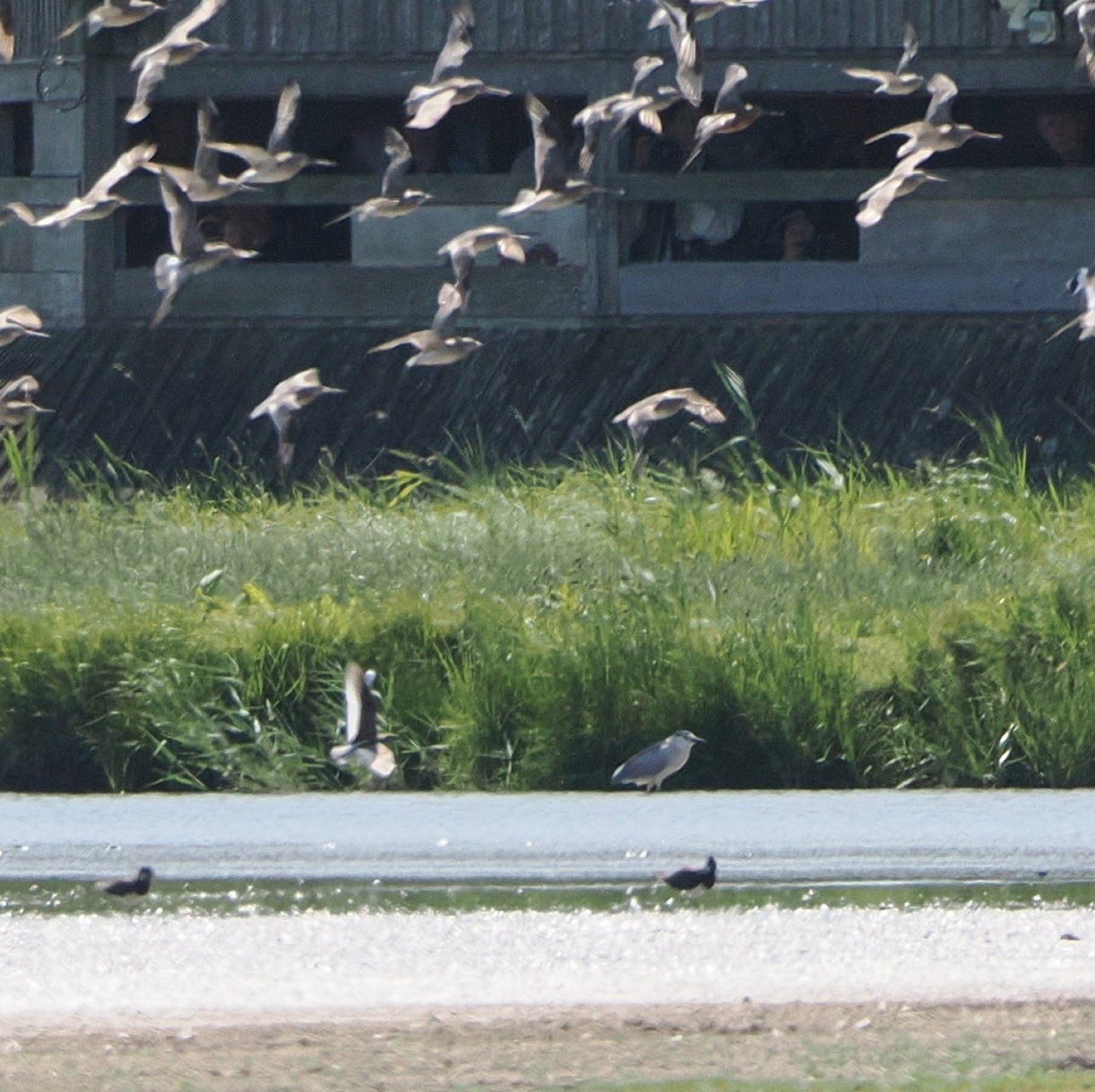 Night-heron - 22-06-2025
