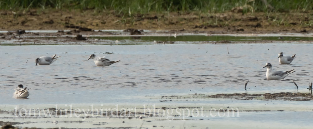 Little Gull - 04-07-2021