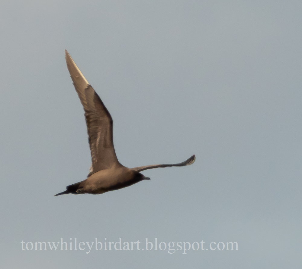 Arctic Skua - 04-07-2021