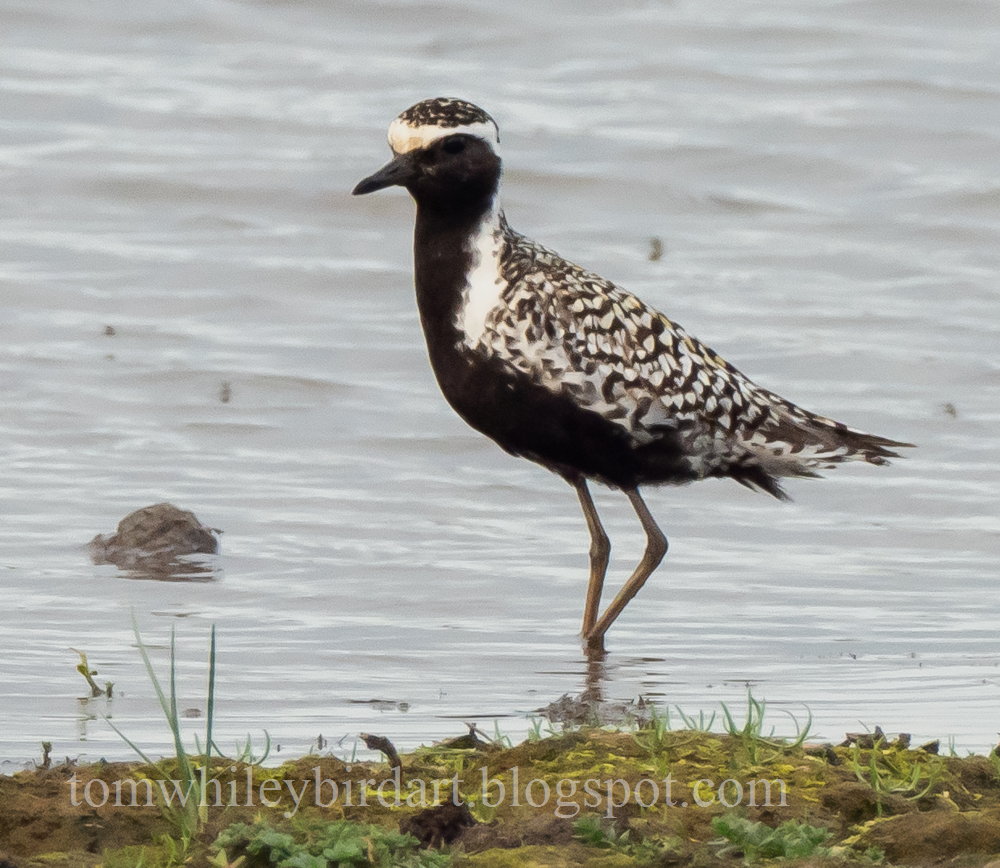 Pacific Golden Plover - 04-07-2021