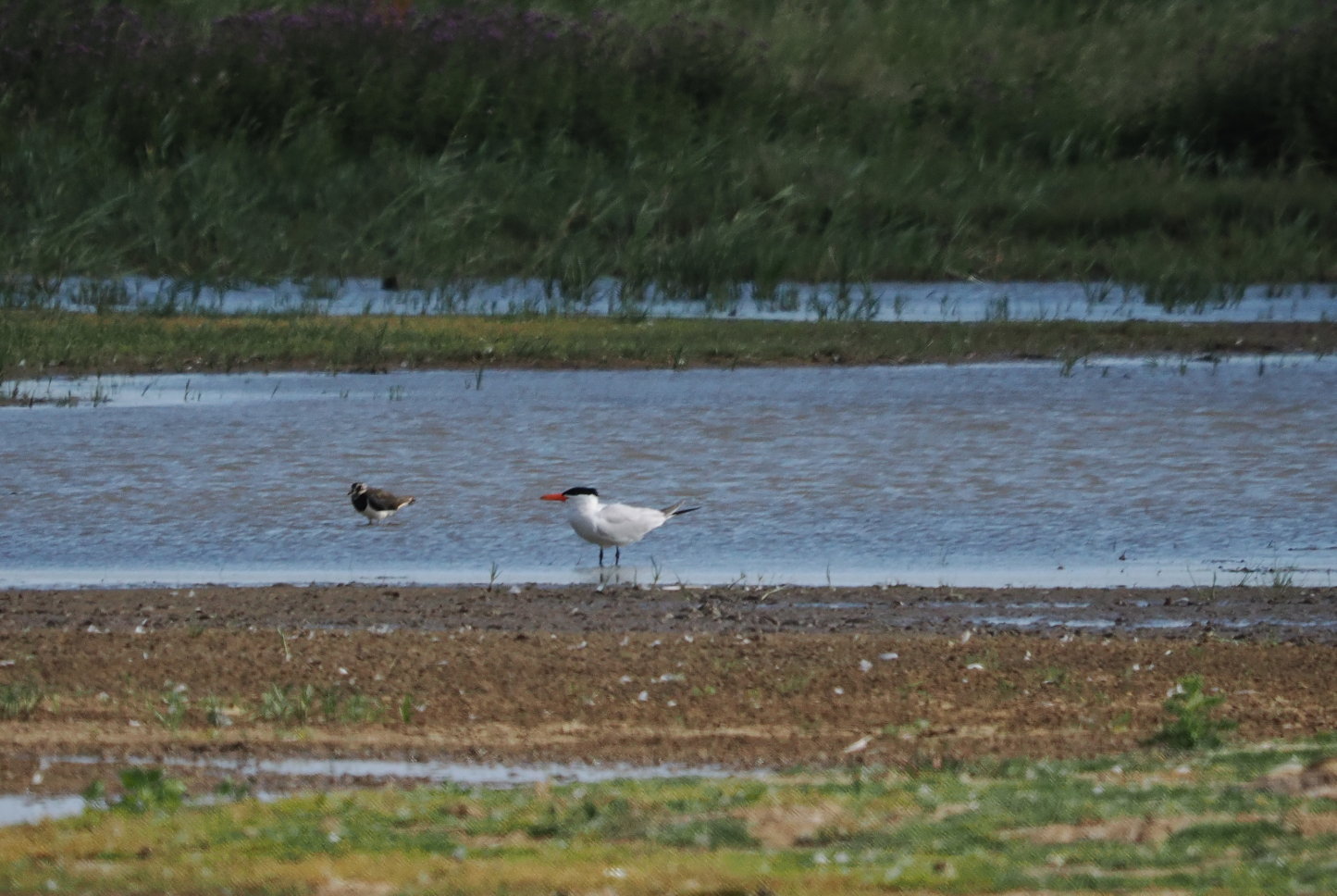 Caspian Tern - 05-07-2025