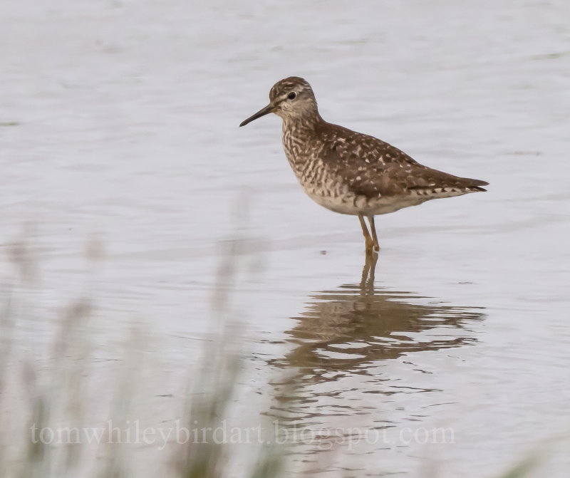 Wood Sandpiper - 14-07-2021