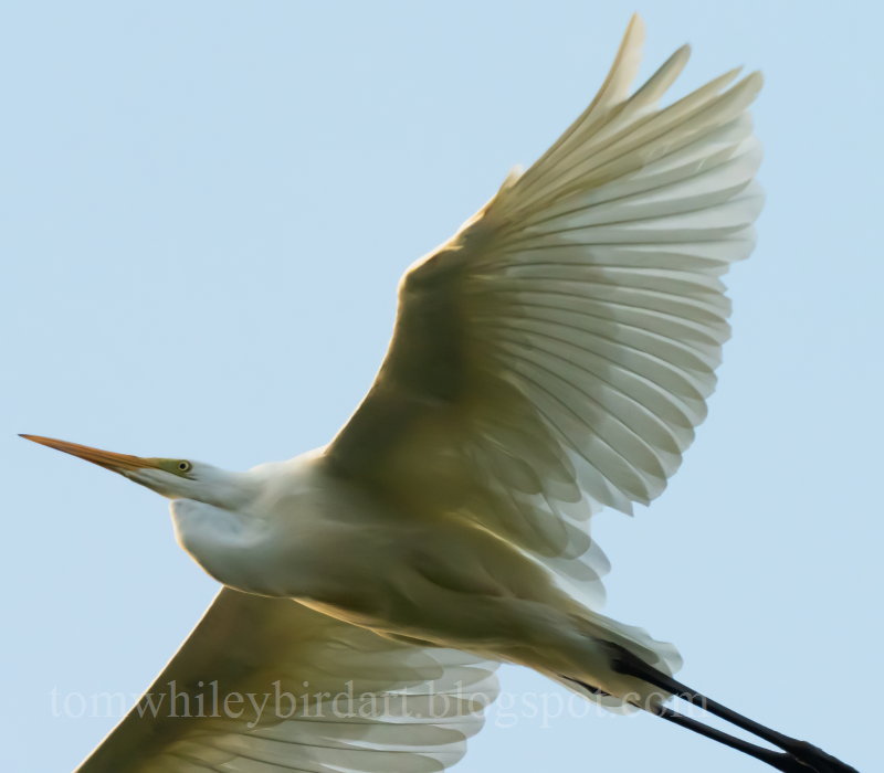 Great White Egret - 18-07-2021