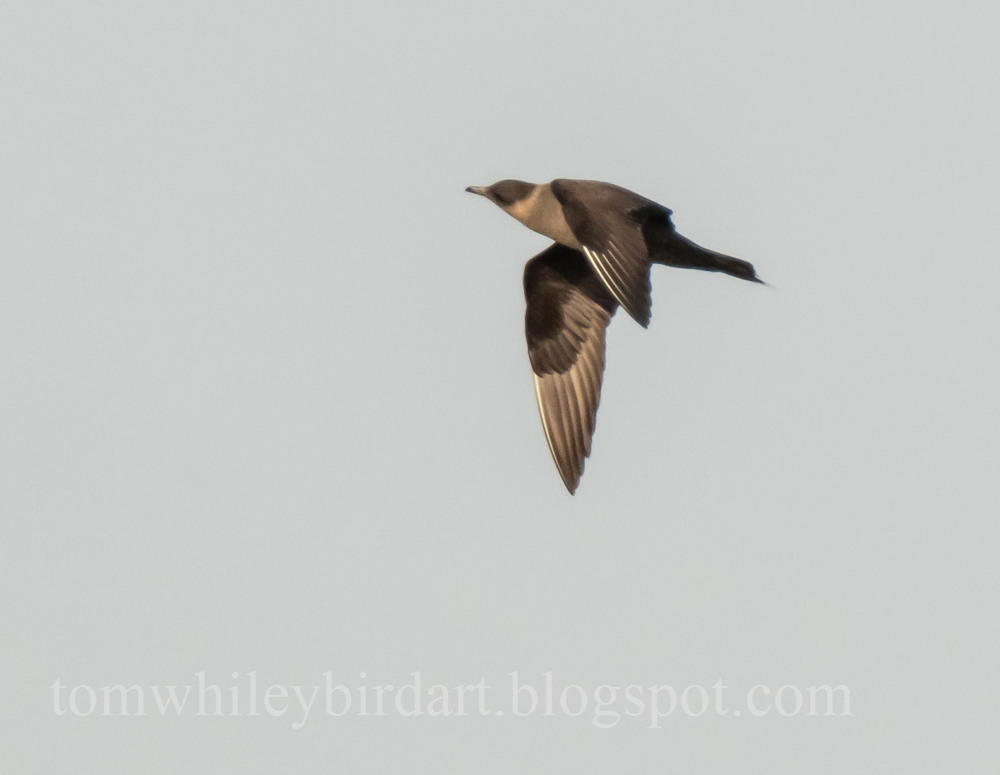 Arctic Skua - 19-07-2022