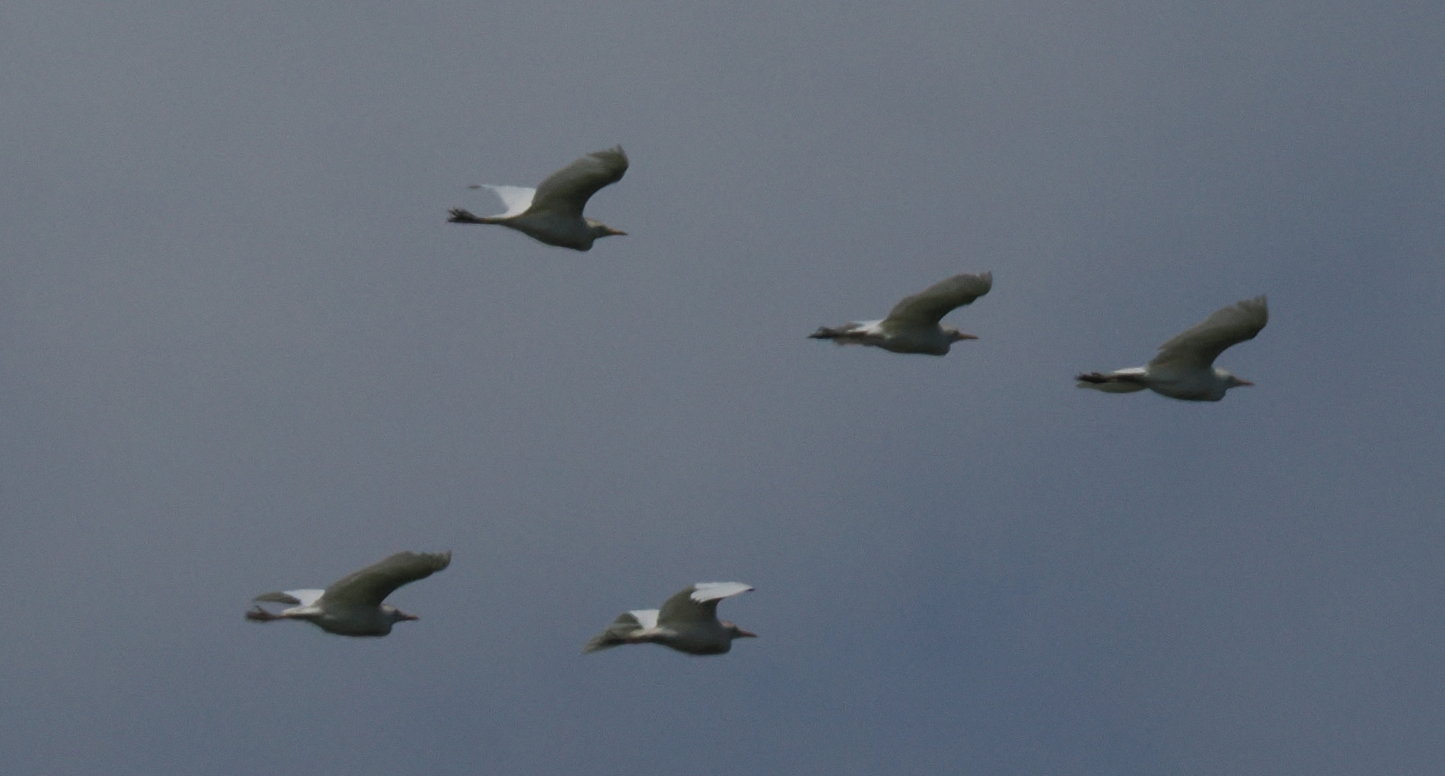 Cattle Egret - 27-07-2024