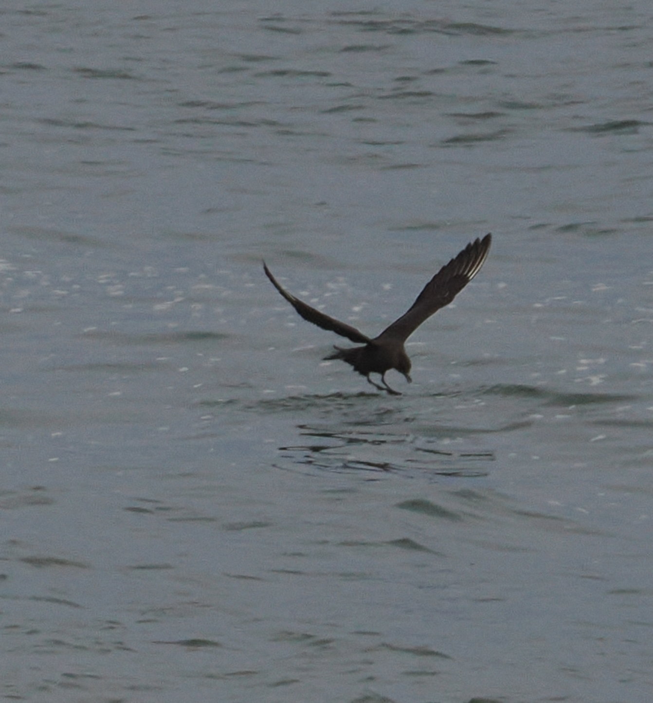 Arctic Skua - 01-08-2024