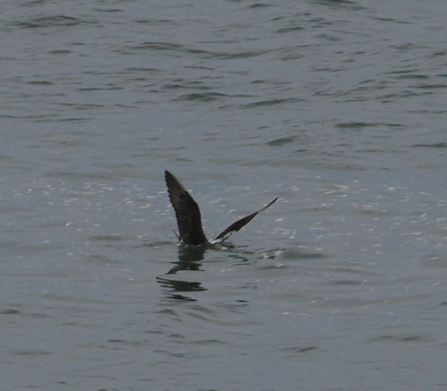 Arctic Skua - 01-08-2024