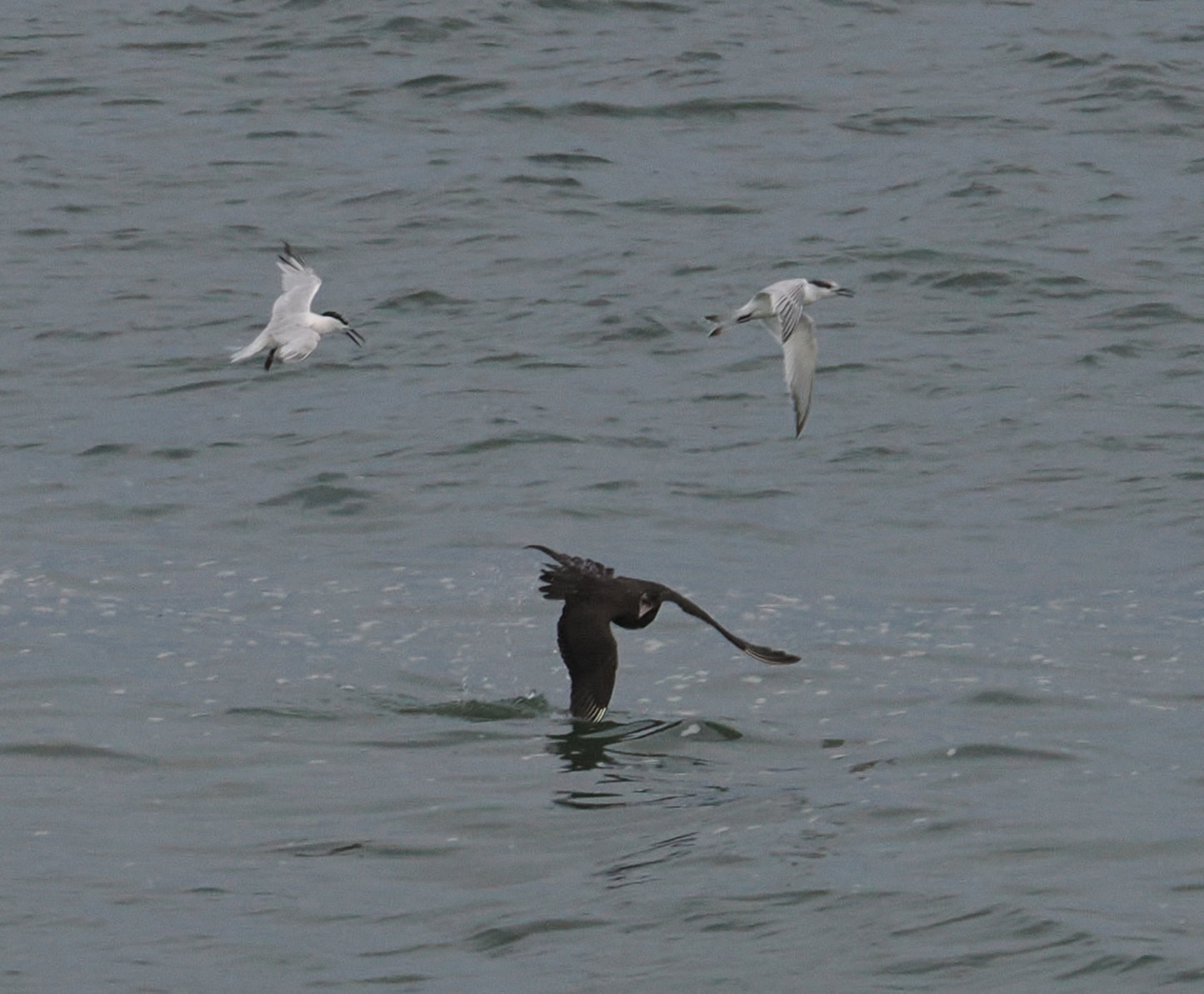 Arctic Skua - 01-08-2024