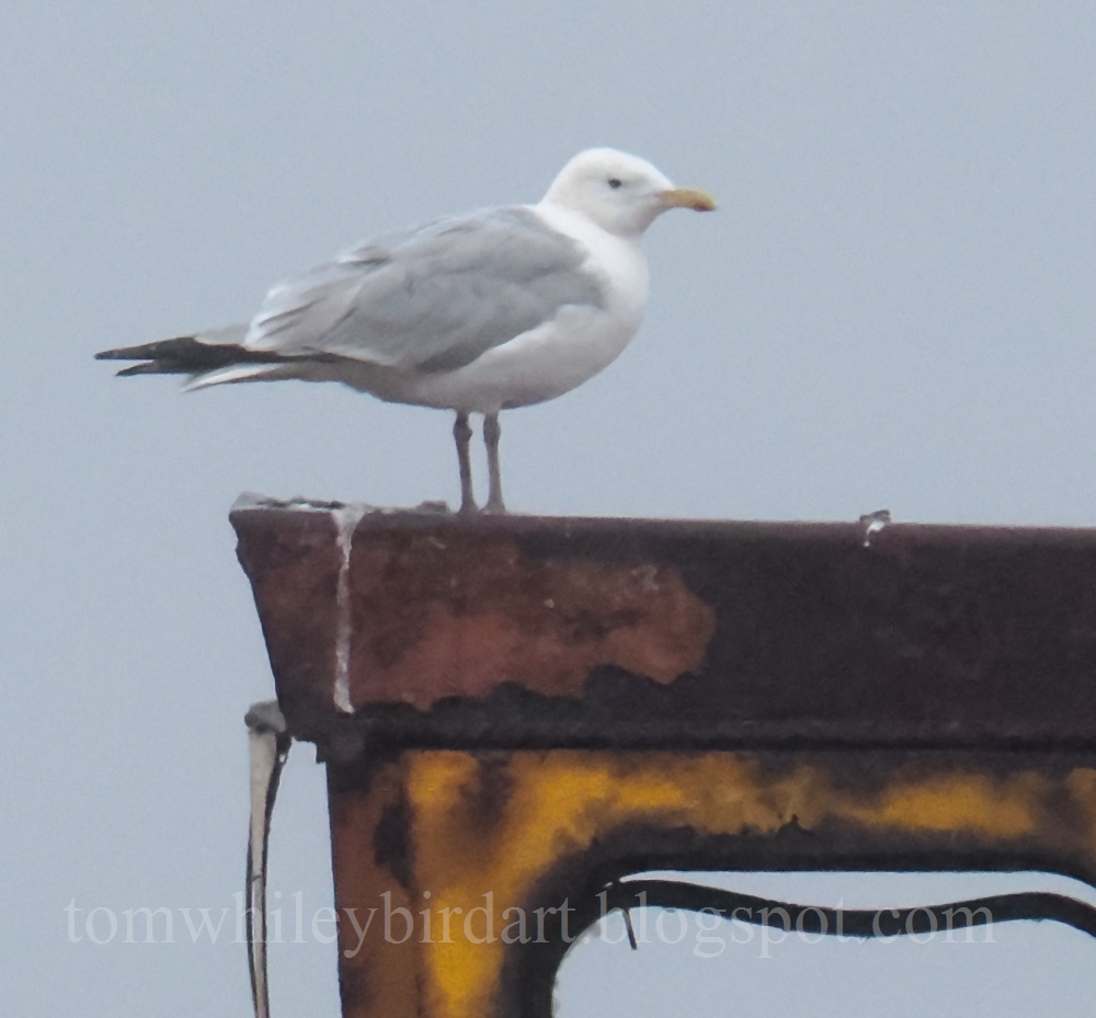 Hybrid Gull - 01-08-2025