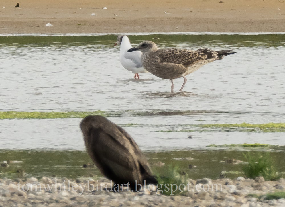 Caspian Gull - 03-08-2021