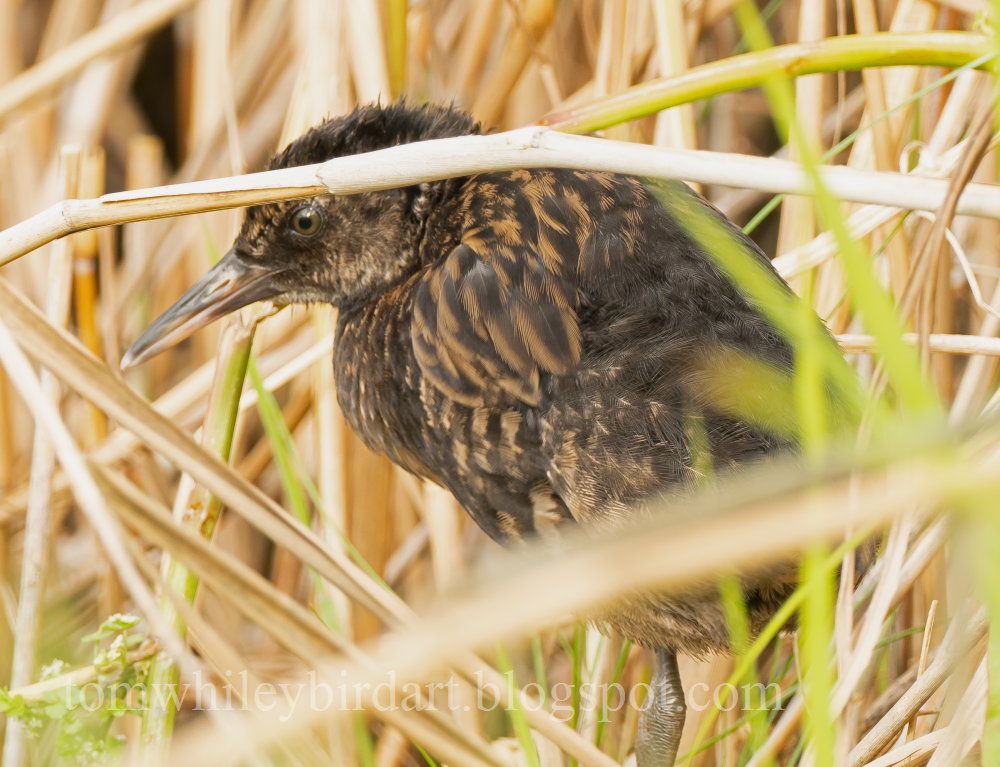 Water Rail - 06-08-2021