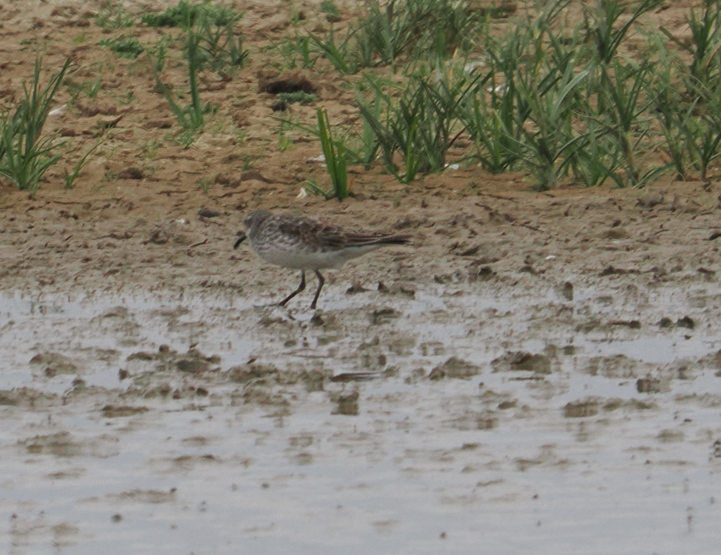 White-rumped Sandpiper - 06-08-2024