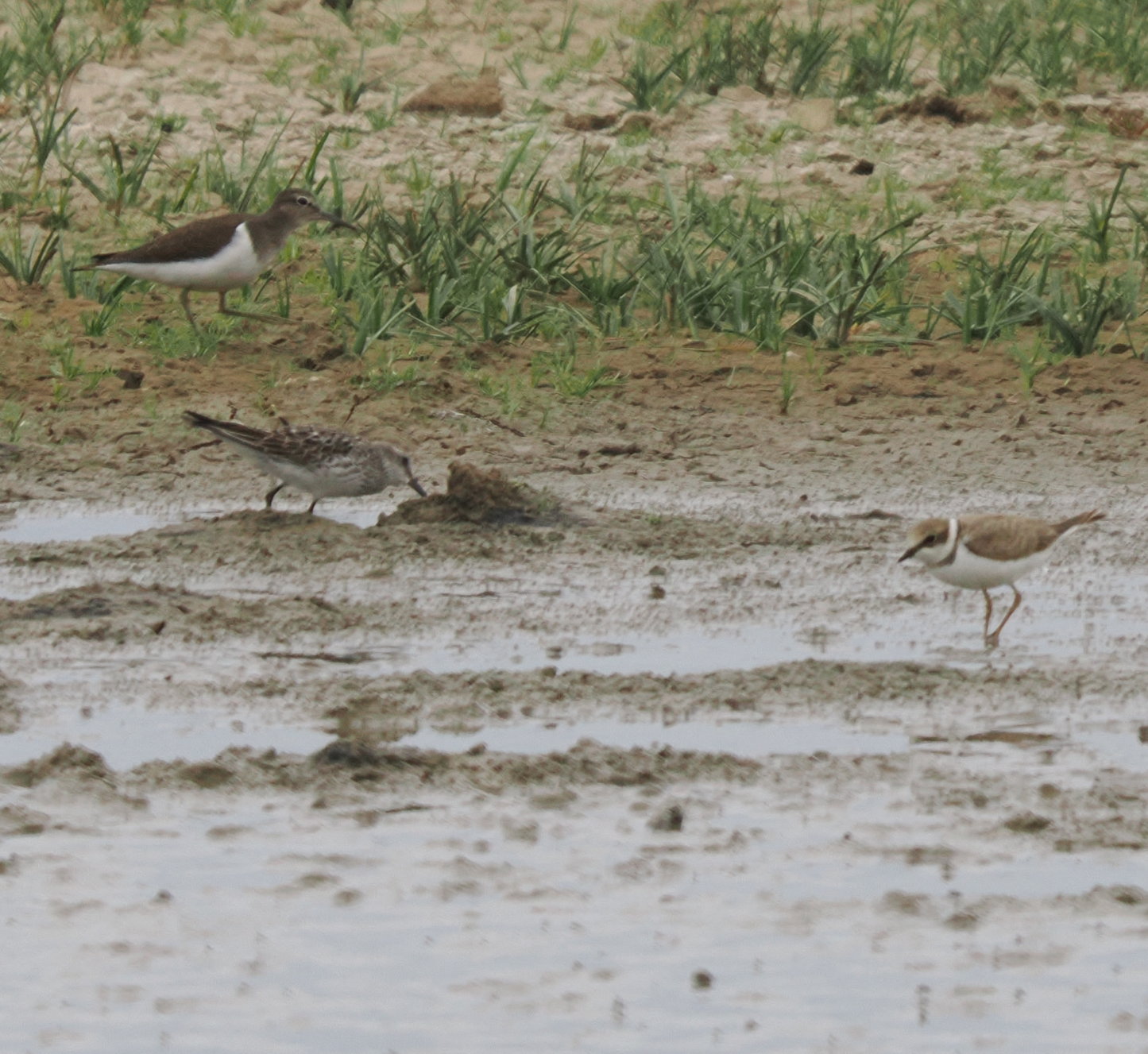 White-rumped Sandpiper - 06-08-2024