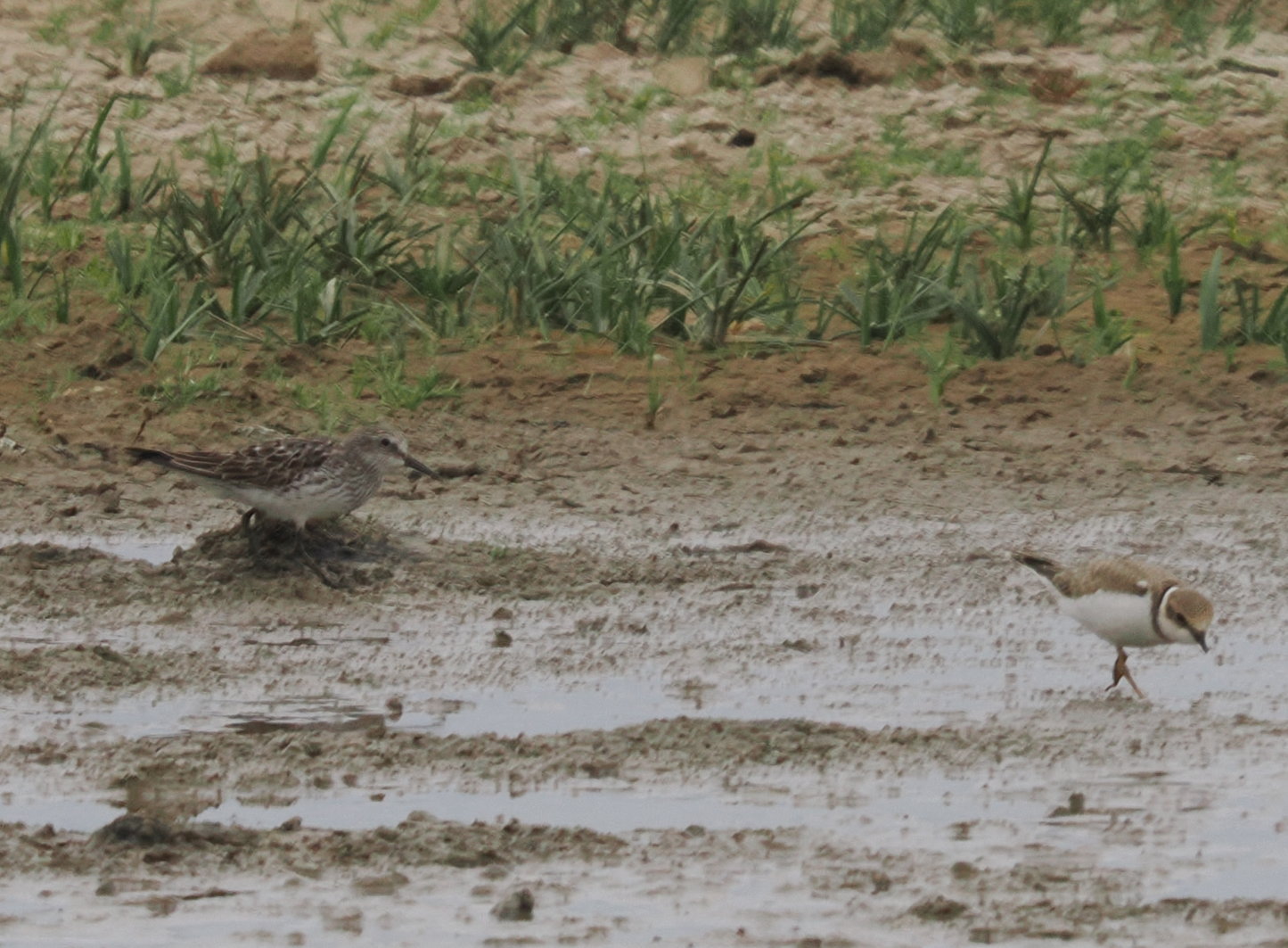 White-rumped Sandpiper - 06-08-2024