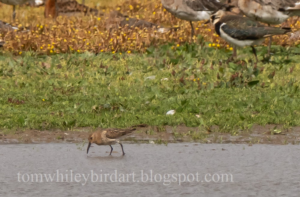 Dunlin - 08-08-2021