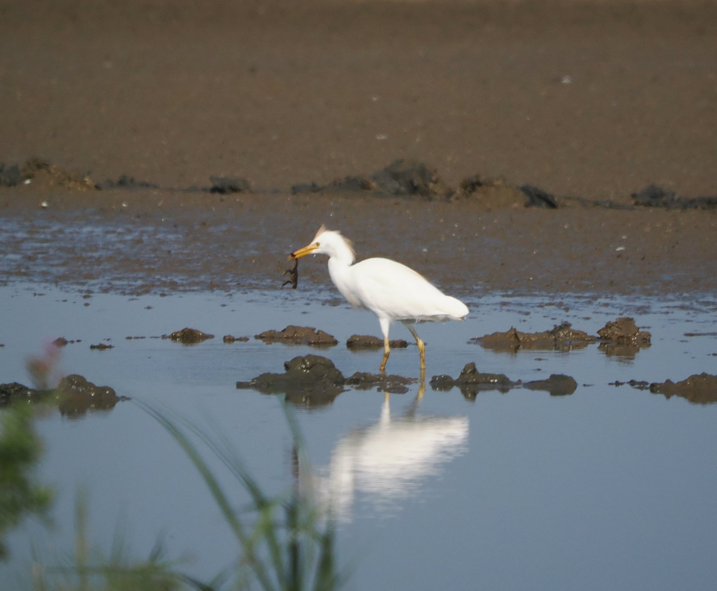 Cattle Egret - 13-08-2025