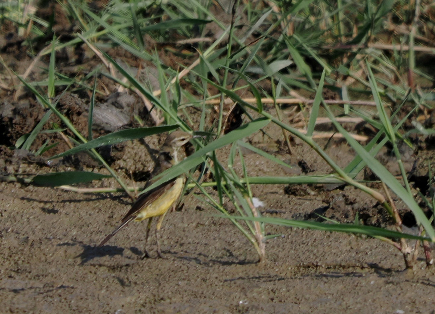 British Yellow Wagtail - 13-08-2025