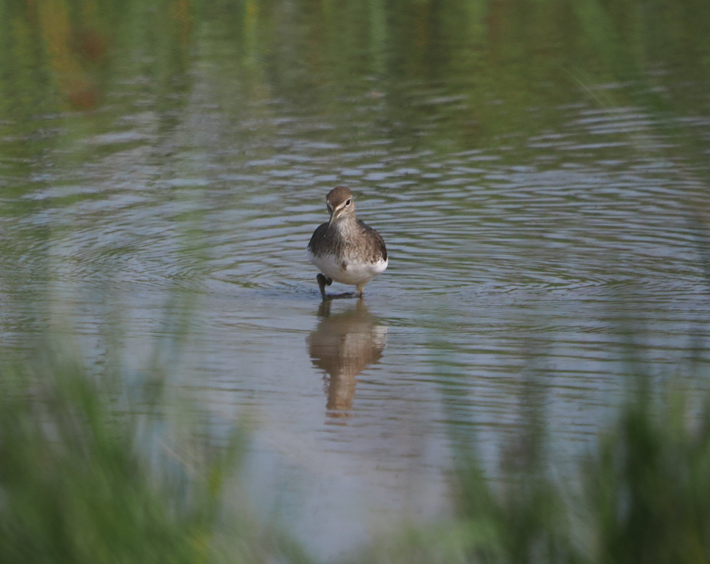 Green Sandpiper - 13-08-2025