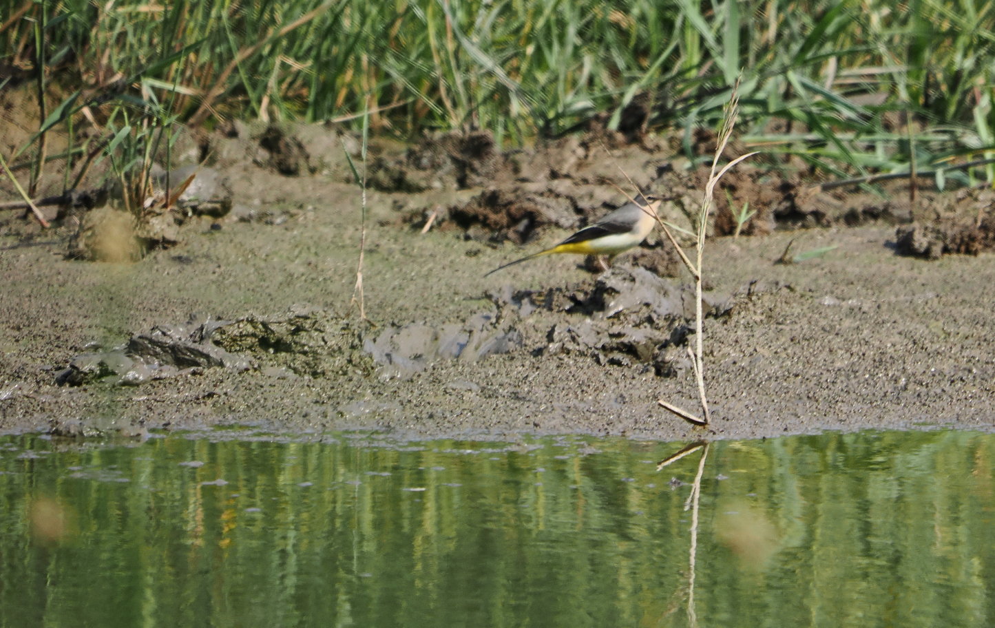 Grey Wagtail - 13-08-2025