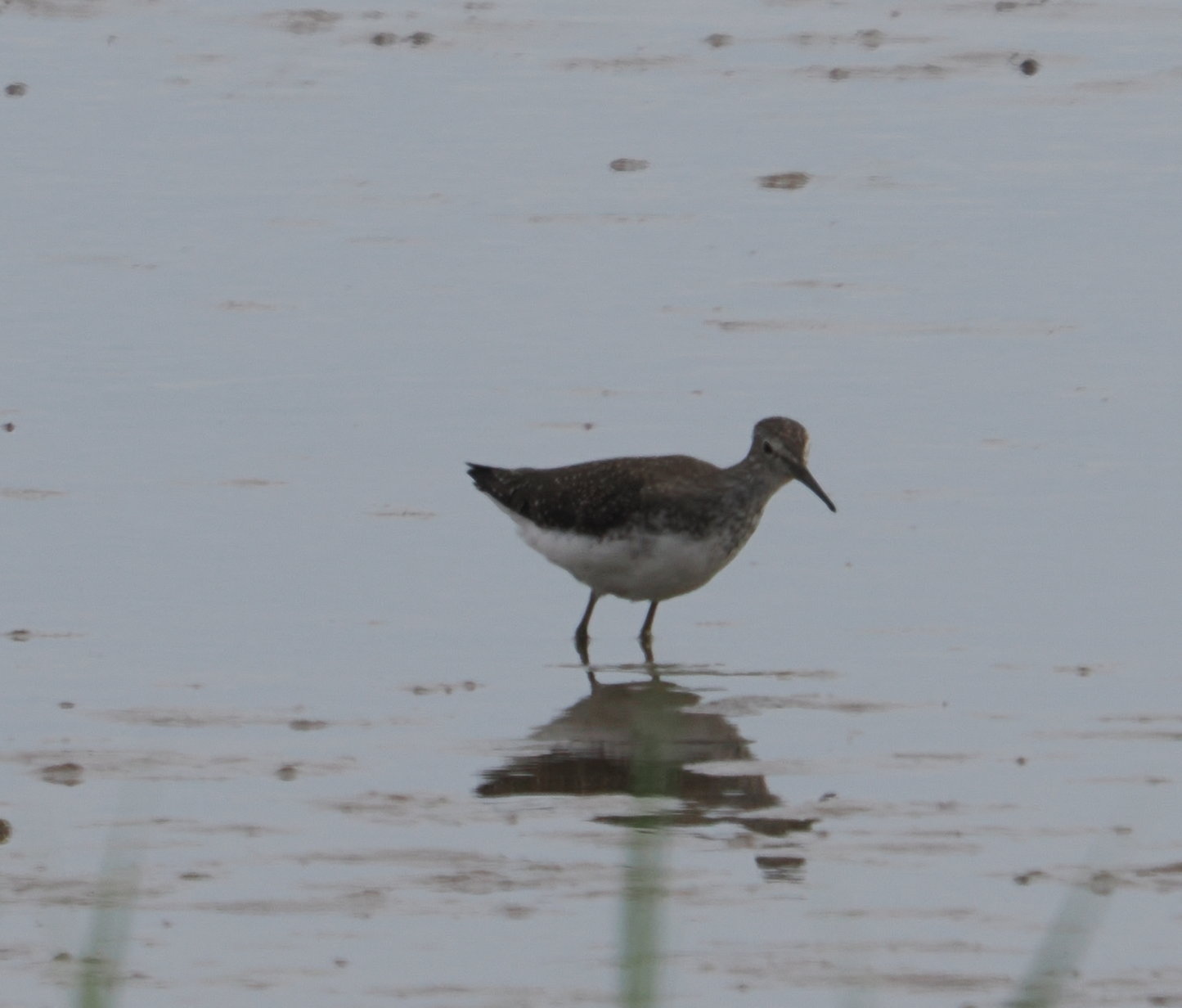 Green Sandpiper - 15-08-2024