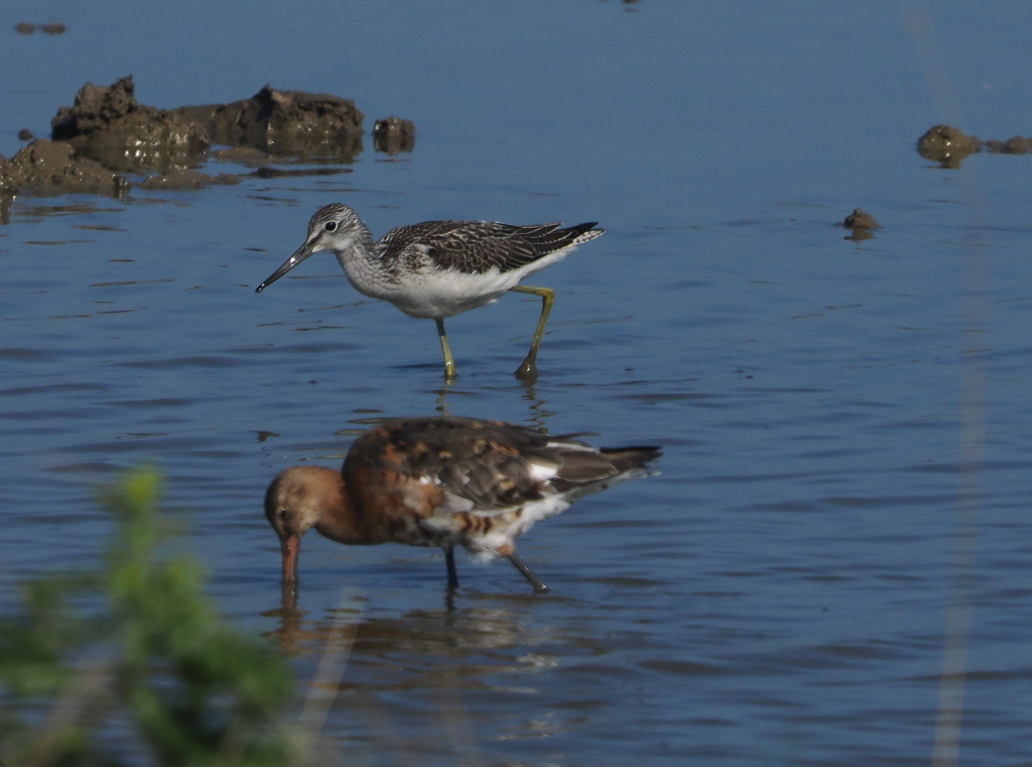 Greenshank - 15-08-2025