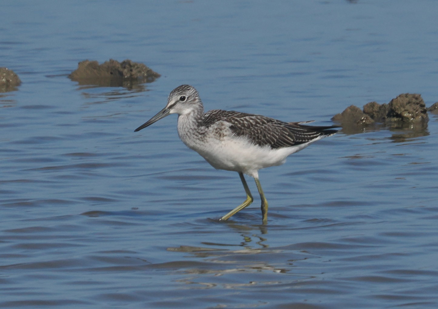 Greenshank - 15-08-2025