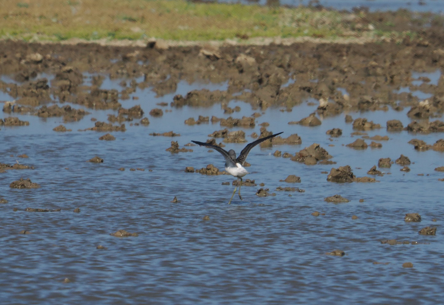 Greenshank - 15-08-2025