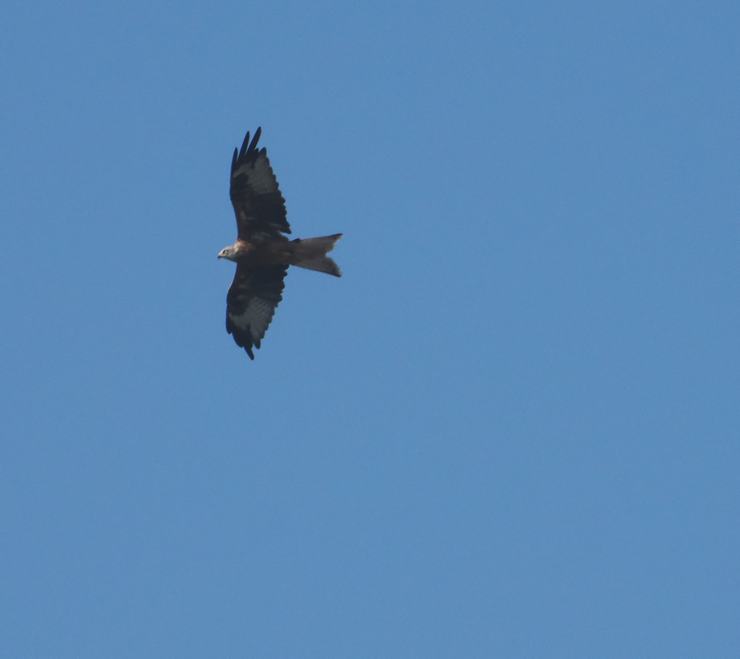Red Kite - 15-08-2025