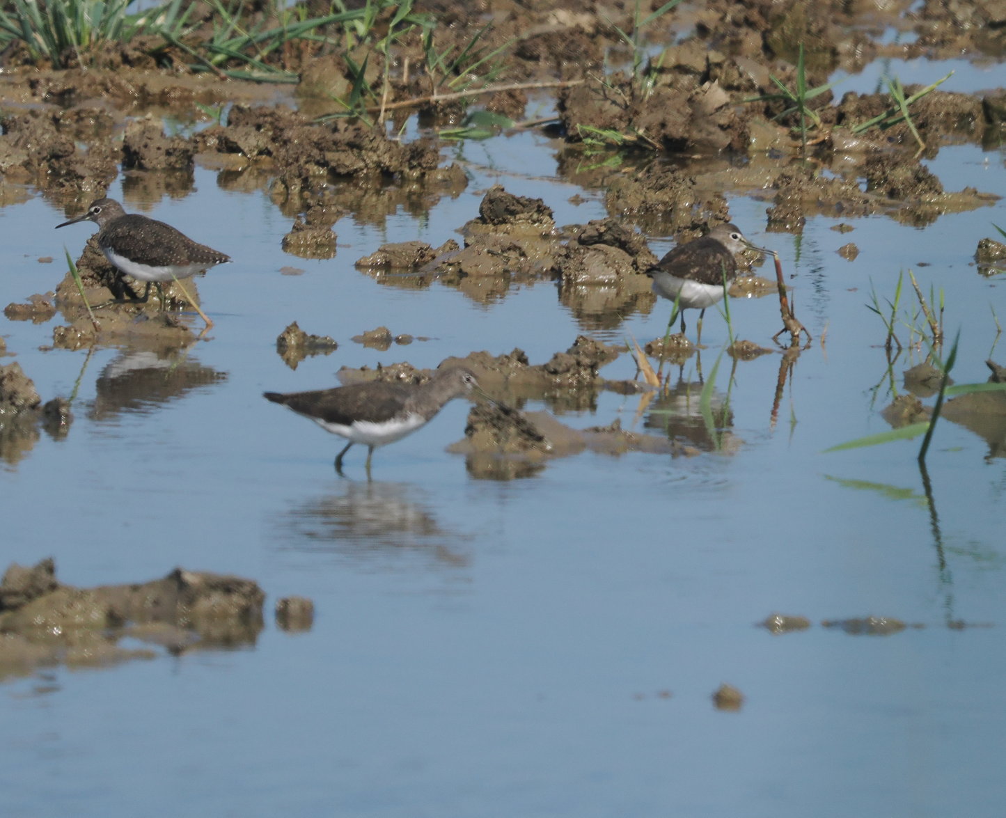 Green Sandpiper - 15-08-2025