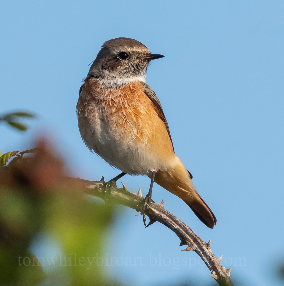 Redstart - 22-08-2023