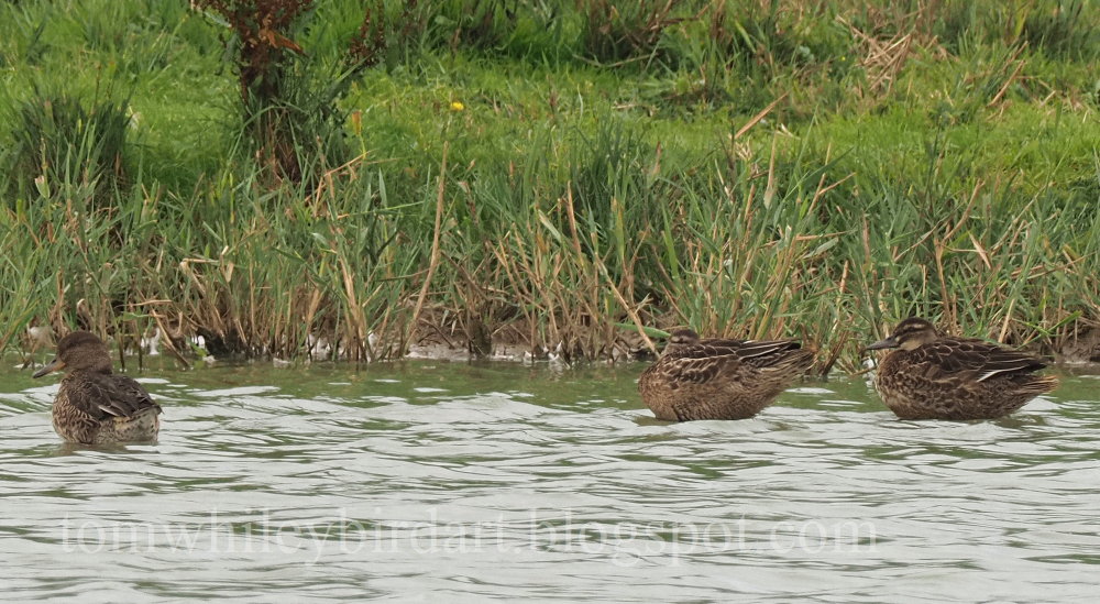 Garganey - 23-08-2021