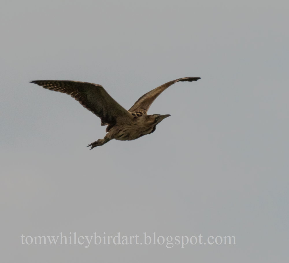 Bittern - 23-08-2021