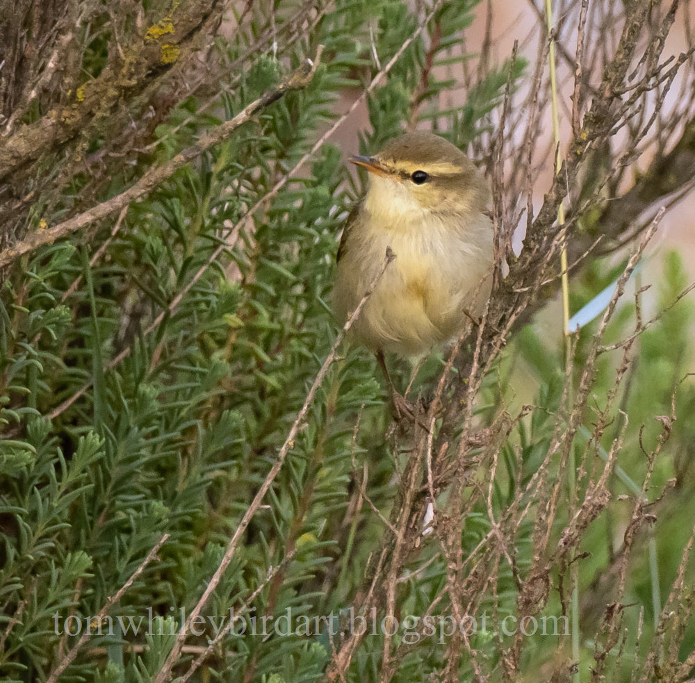 Greenish Warbler - 23-08-2021