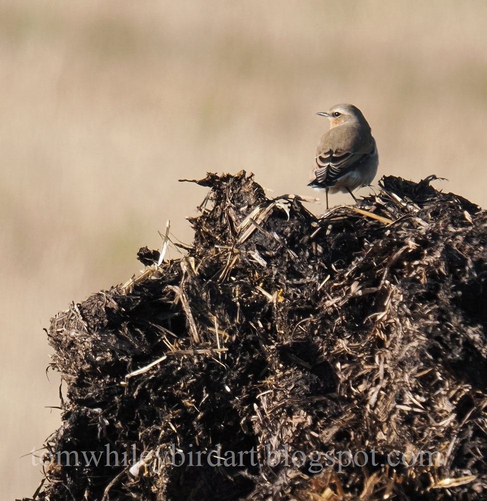 Wheatear - 05-09-2025