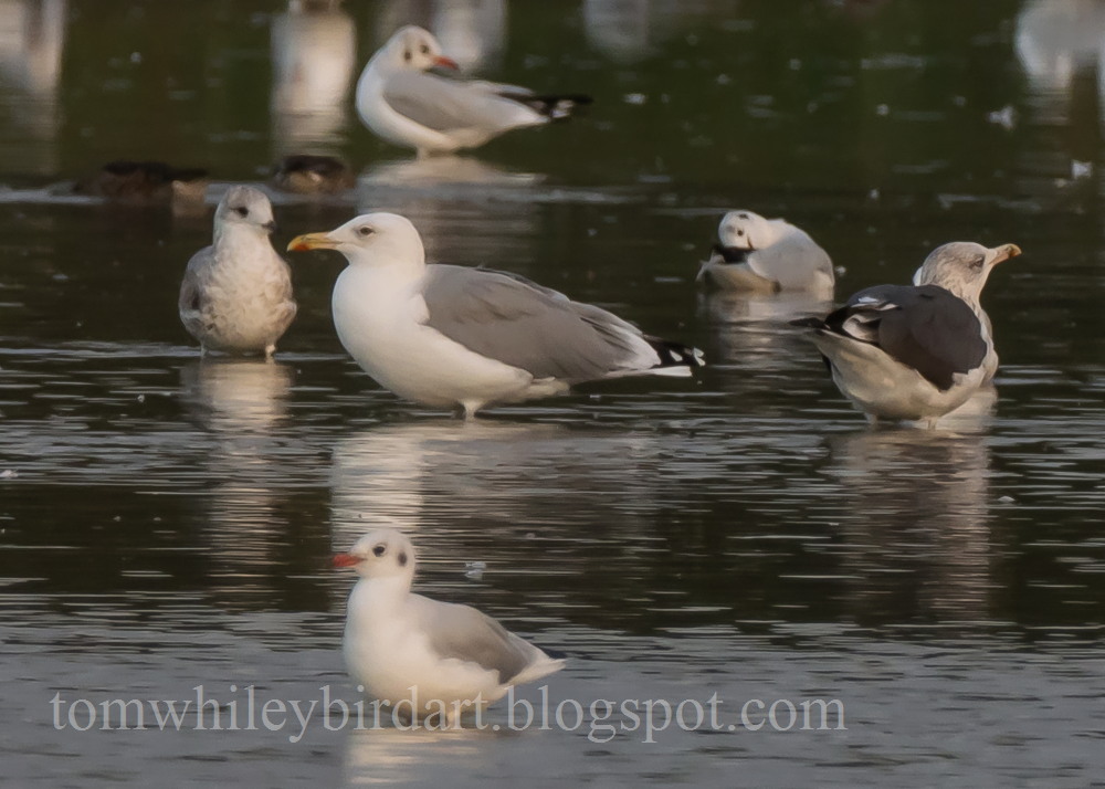 Caspian Gull - 17-09-2021