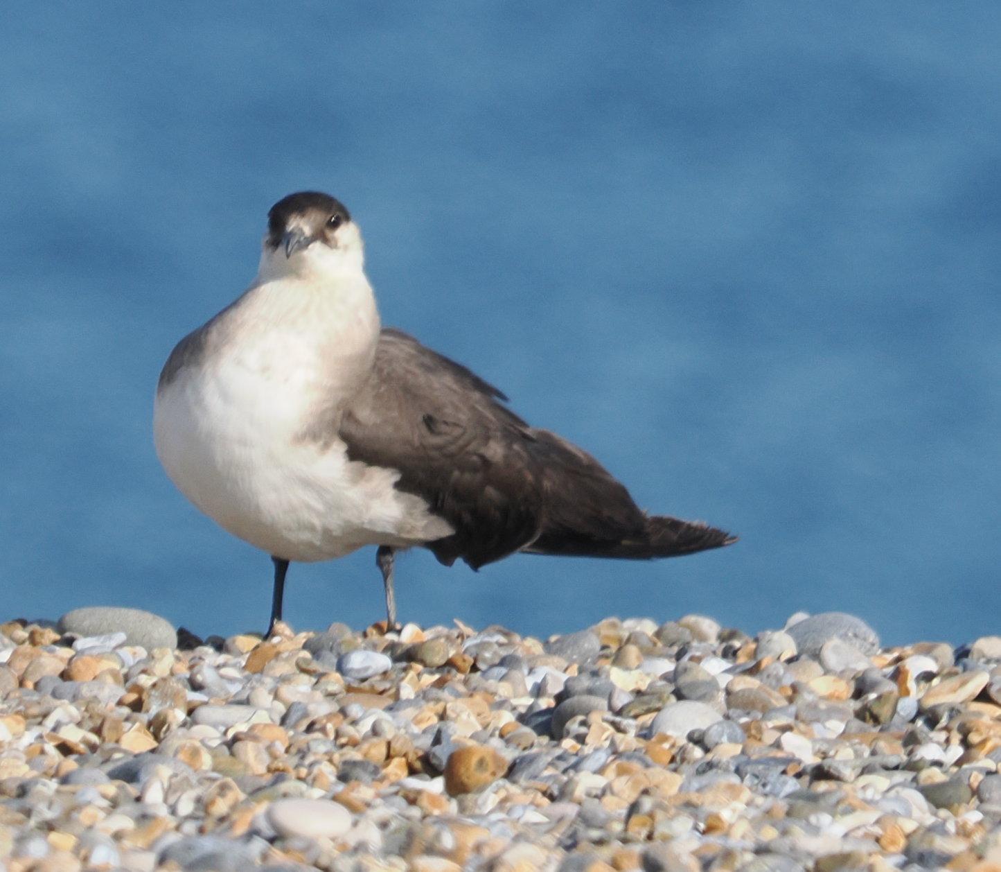 Arctic Skua - 19-09-2025