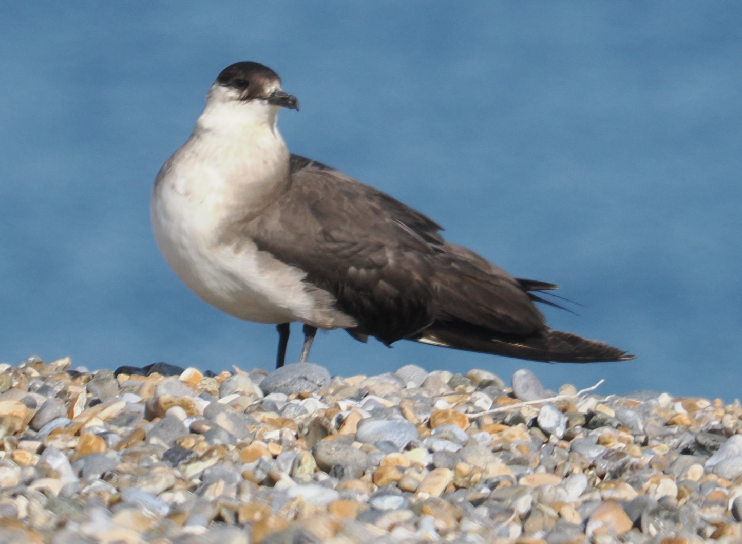 Arctic Skua - 19-09-2025