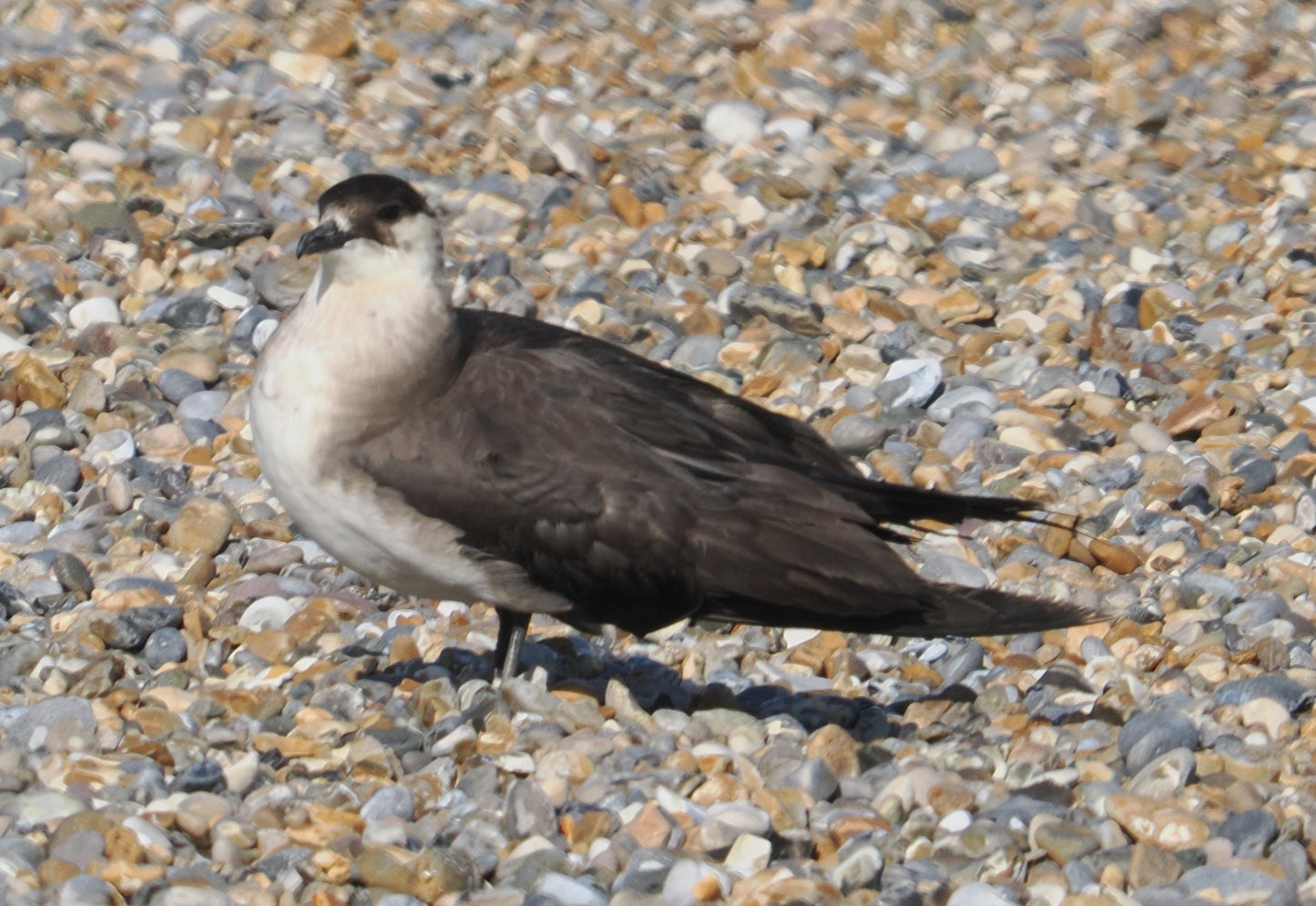 Arctic Skua - 19-09-2025