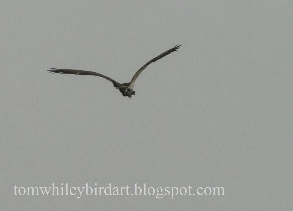 Osprey - 20-09-2021