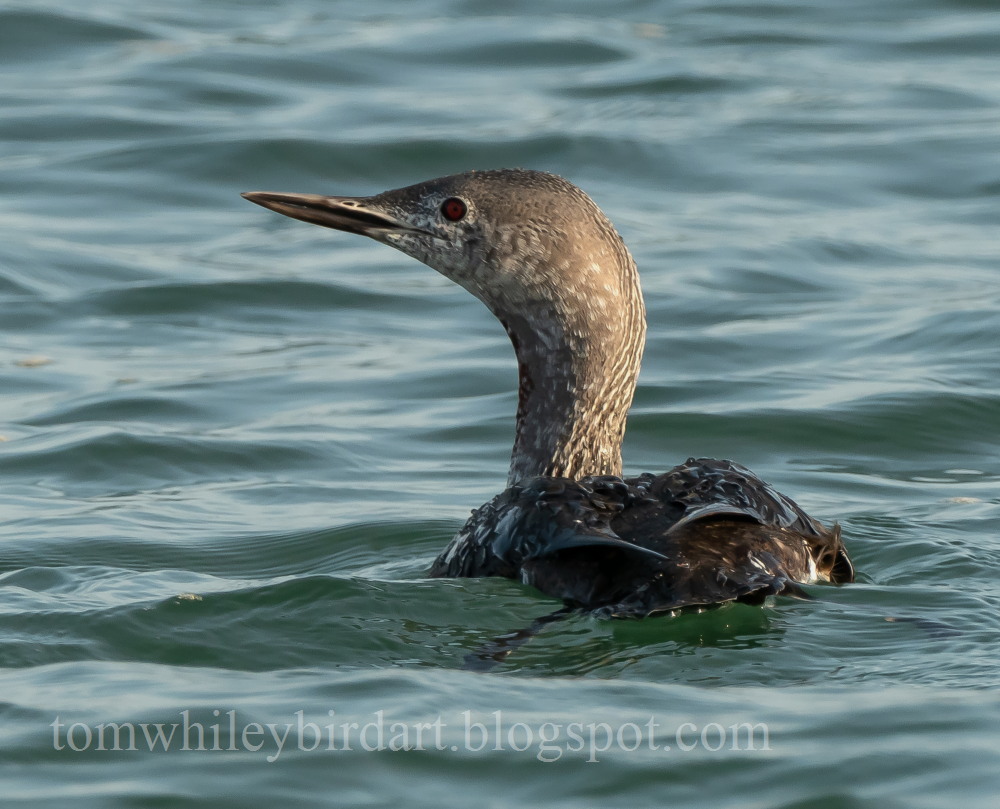 Red-throated Diver - 21-09-2021